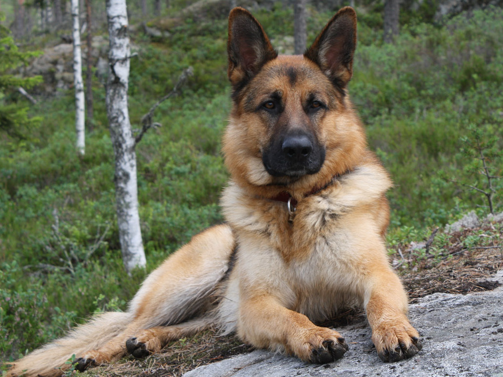 German Shepherd | Poochpedia | FANDOM powered by Wikia