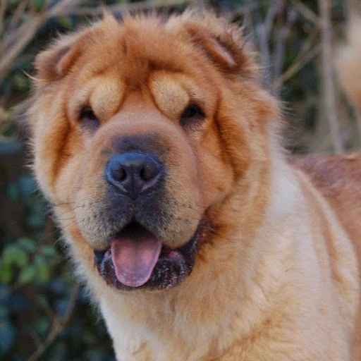 Image Bearcoat shar pei.jpg Poochpedia FANDOM powered by Wikia