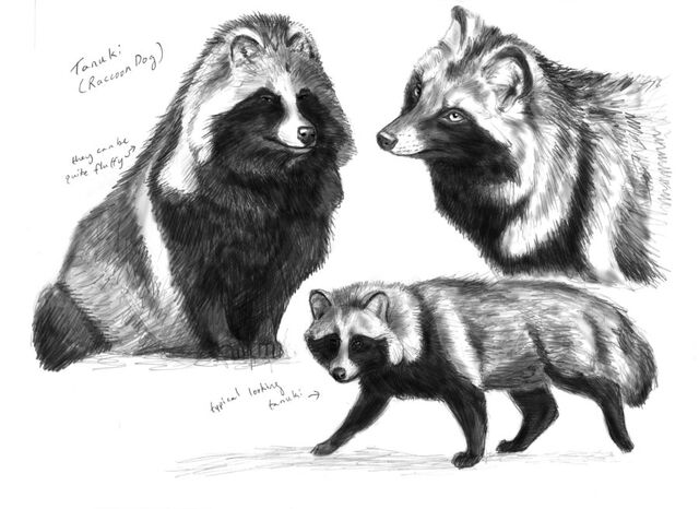 Image - Tanuki drawing.jpg | Poochpedia | FANDOM powered by Wikia