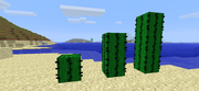 Minecraft-cactus