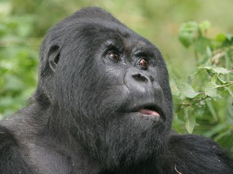 team silverback the creature
