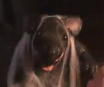 Marv