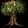 Druidicon