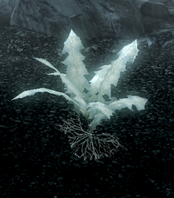 Glowing Nirnroot Skyrim