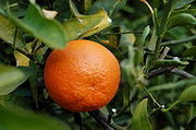 220px-TangerineFruit
