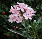 Oleander