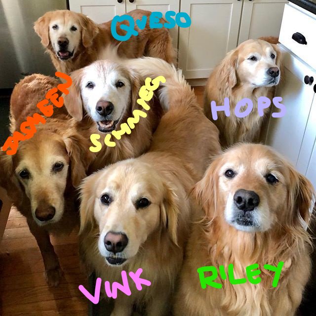 How To Tell The Dogs Apart The Golden Ratio Wiki Fandom