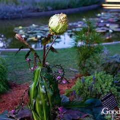 Merriwick Flower | Best Flower Site
