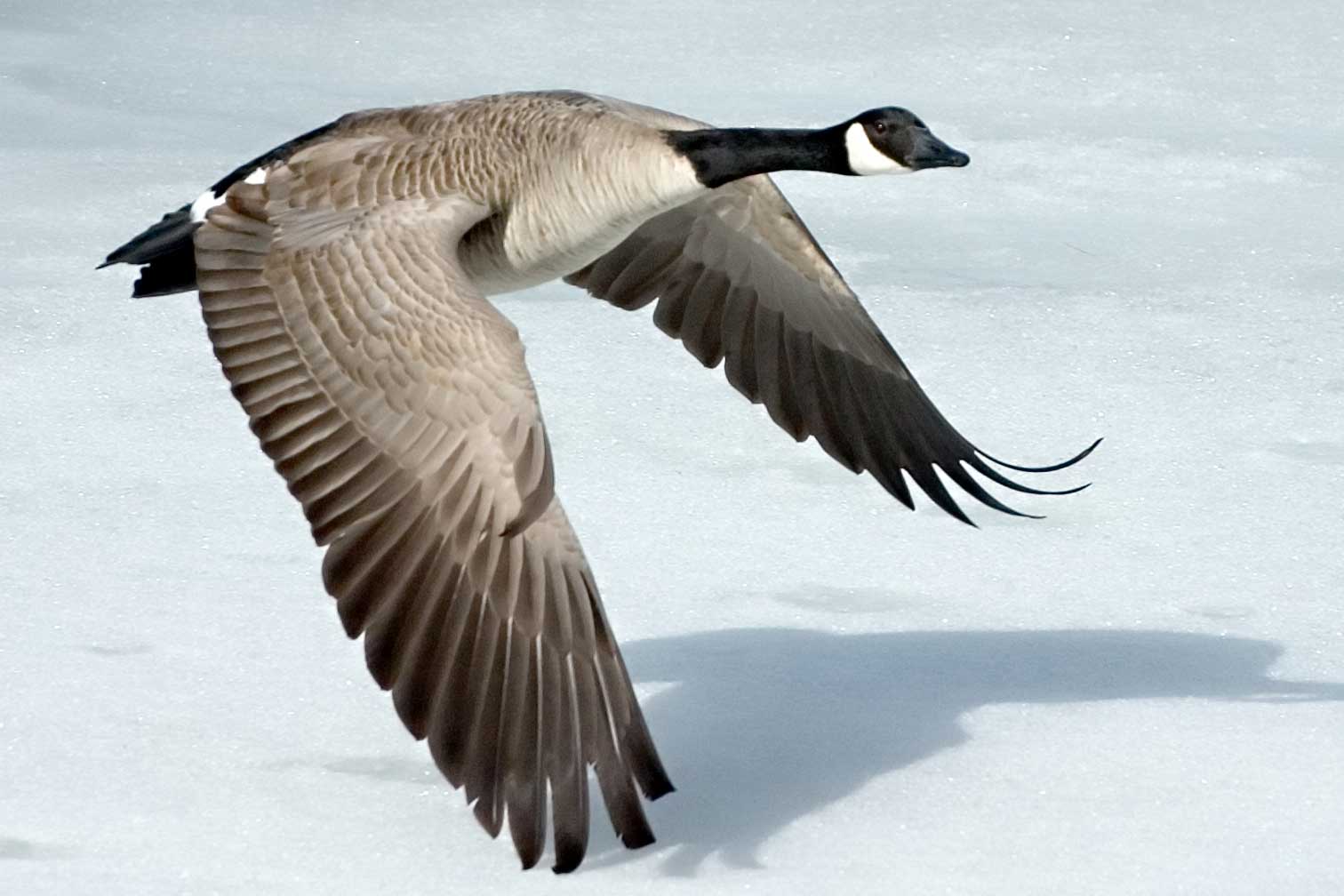 canada goose animal size canada goose animal size