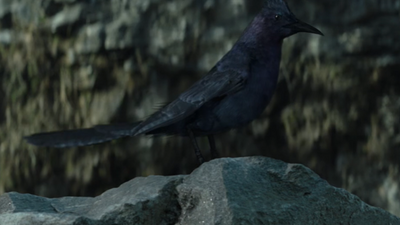 Mockingjay Bird The Hunger Games Wiki Fandom
