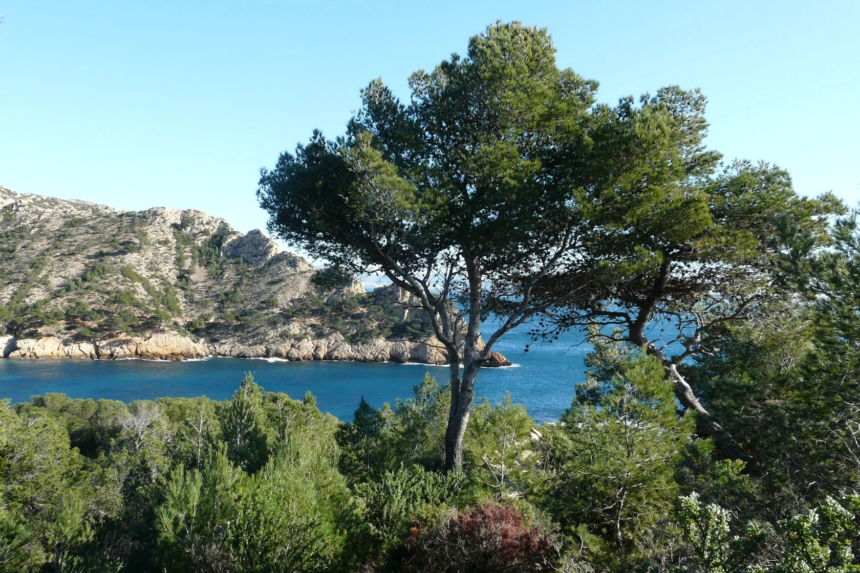 Image - Mediterranean forest.jpg | The Hunger Games Wiki | FANDOM