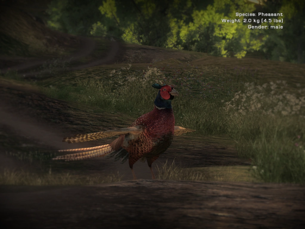 Bild Pheasant Vorschau.png TheHunter Wikia FANDOM powered by Wikia