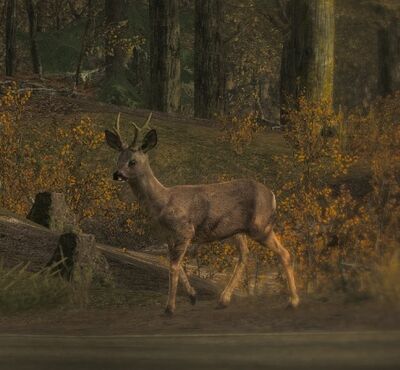 Roe Deer1