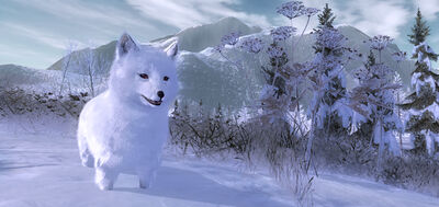 Polarfuchs02
