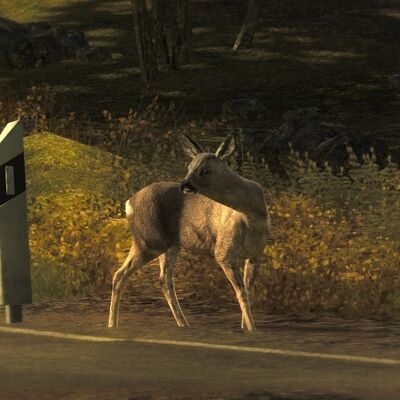Roe Deer8