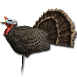 Decoy turkey male