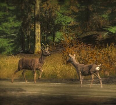 Roe Deer7