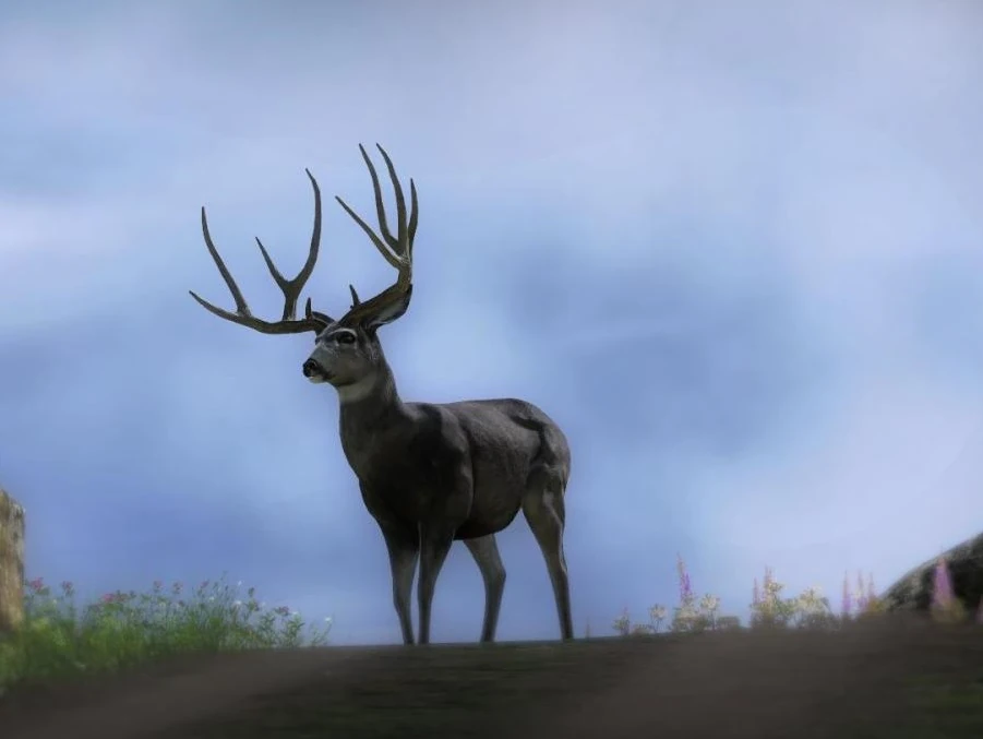 Maultierhirsch TheHunter Wikia FANDOM powered by Wikia