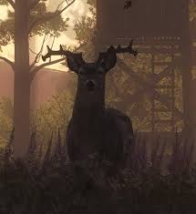 Live whitetail buck 004