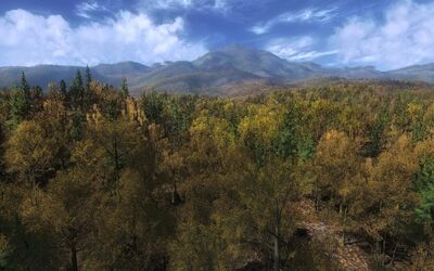 HF Forest
