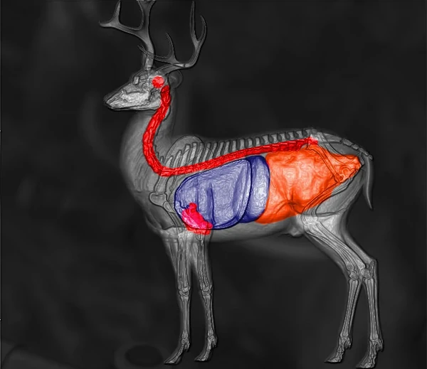 Blacktail Deer TheHunter Call of the Wild Wiki Fandom