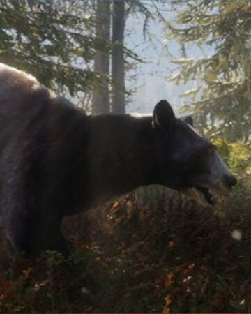 Black Bear Thehunter Call Of The Wild Wiki Fandom