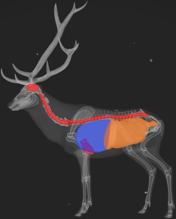 Red Deer TheHunter Call of the Wild Wiki Fandom