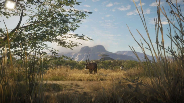 Gemsbok Call Of The Wild