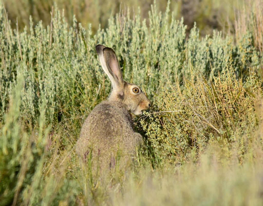 Game Animals/Real Animals (Picture) | TheHunter: Call of the Wild Wiki