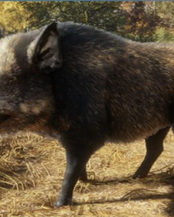 Wild Boar Thehunter Call Of The Wild Wiki Fandom