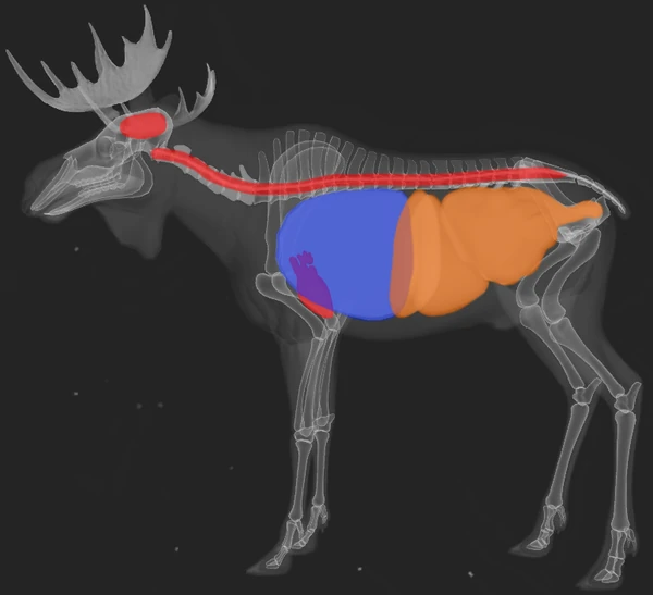 Moose TheHunter Call of the Wild Wiki FANDOM powered by Wikia