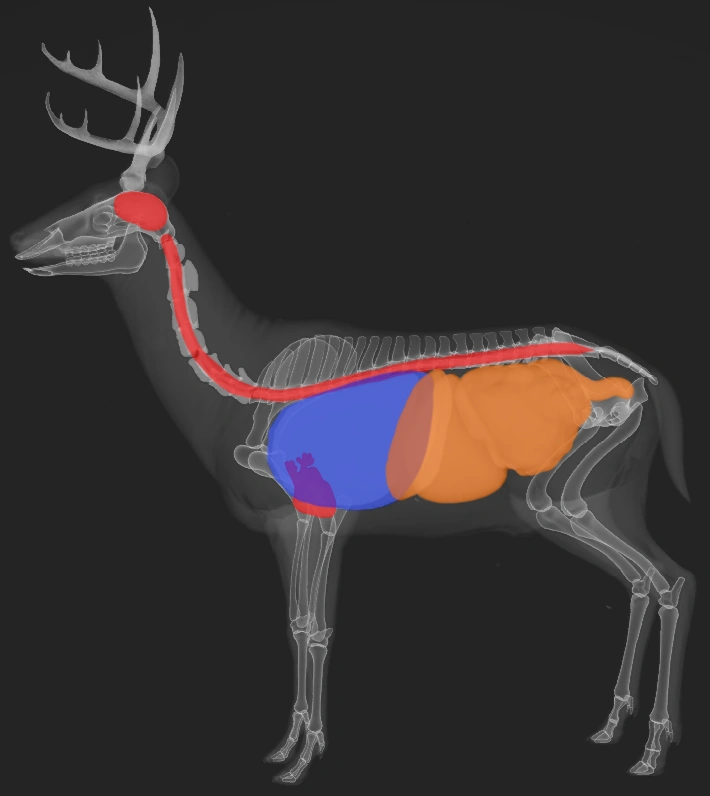 https://vignette.wikia.nocookie.net/thehuntercotw/images/a/a8/Whitetail_deer_shot_scheme.png