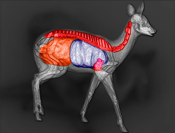 Musk Deer Call Of The Wild