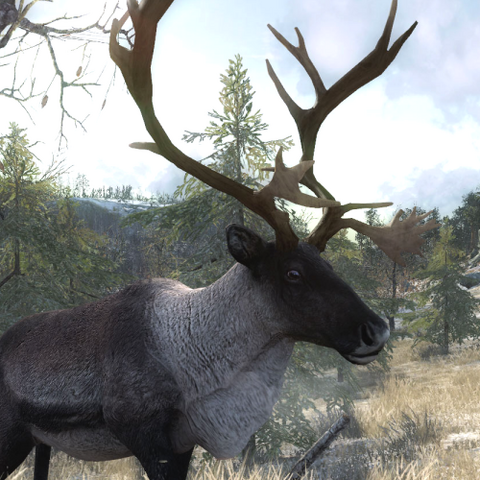 File:Reindeer bull close.png
