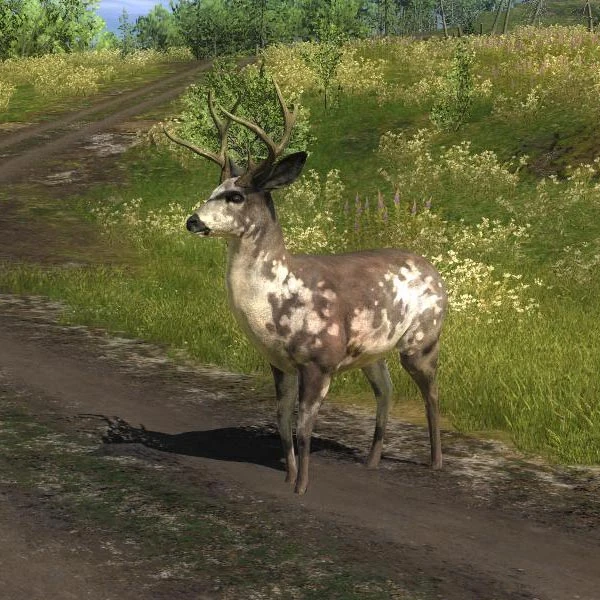 Image Species MD B piebald.jpg The Hunter Wikia FANDOM powered by