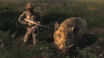 Hunting Tactics Feral Hog The Hunter Wikia Fandom