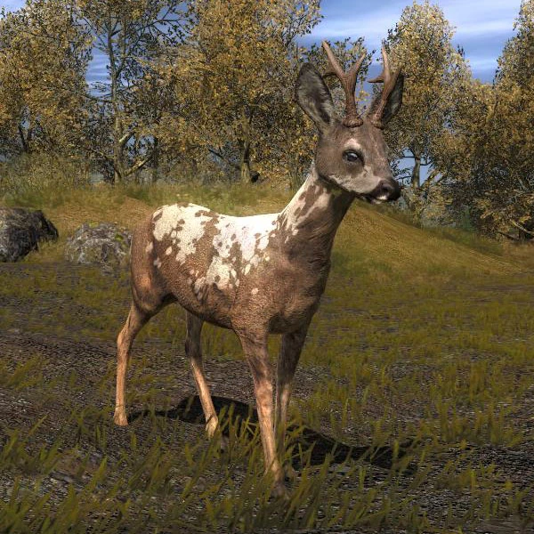 Image Species ROE B piebald.jpg The Hunter Wikia FANDOM powered