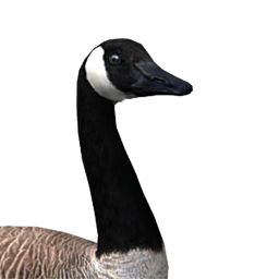 canada goose logo transparent canada goose logo transparent