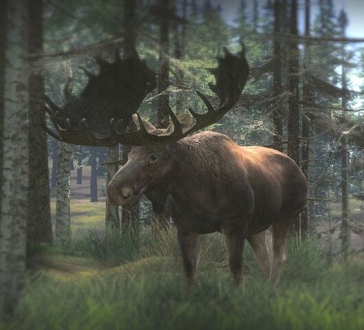 File:Moose2.jpg