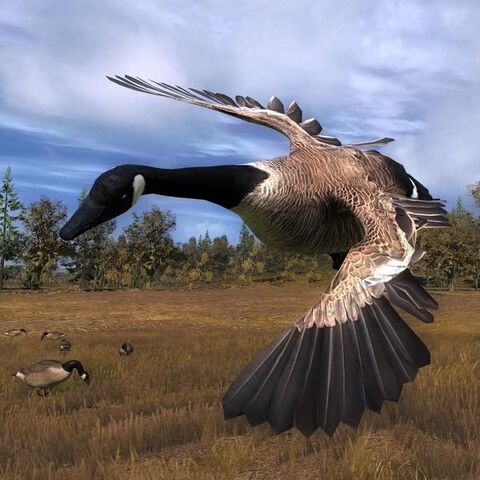 File:Canada goose air.jpg
