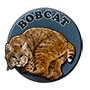Bobcat badge