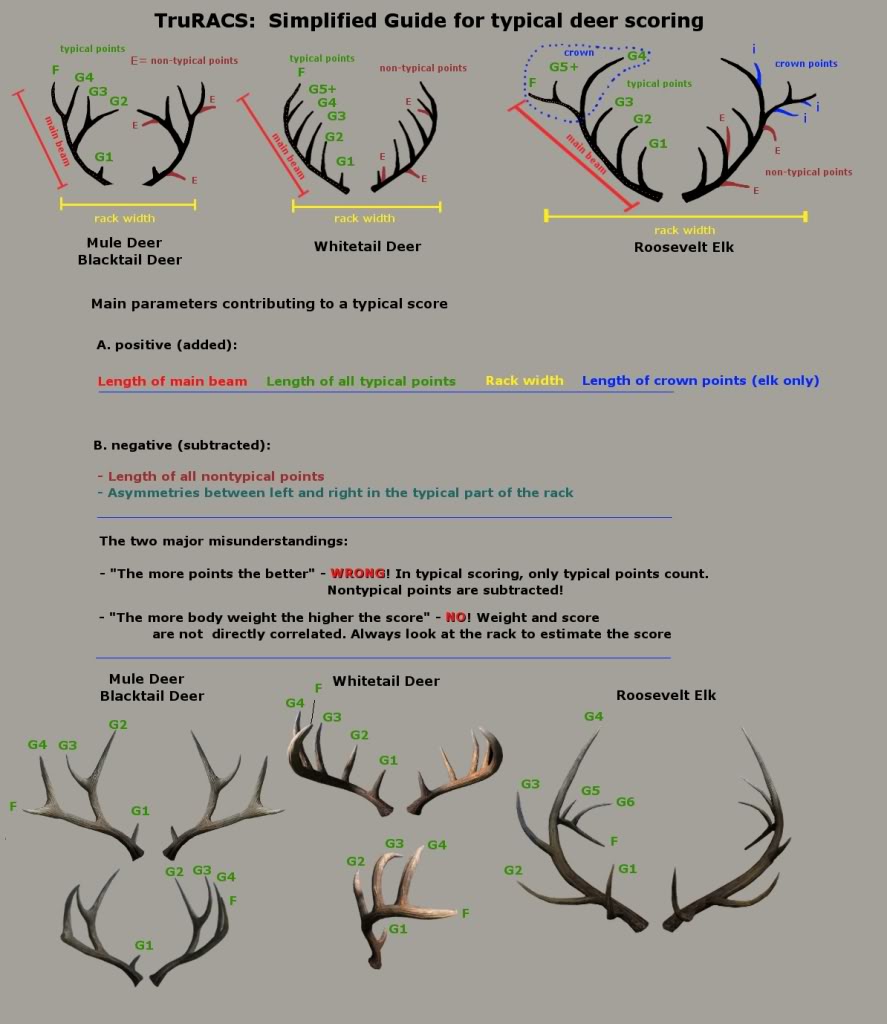 Elk Antler Size Chart