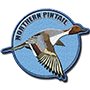 Northern pintail badge