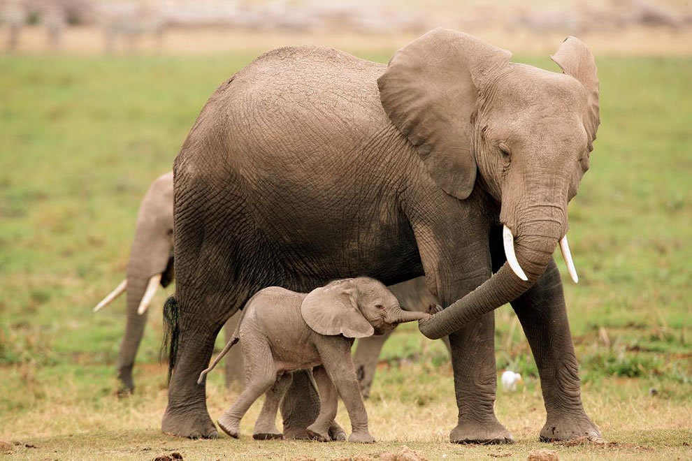 image mother elephant baby elephant calf jpg ice age wiki