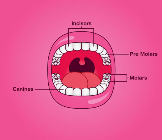 File:Teeth.jpg