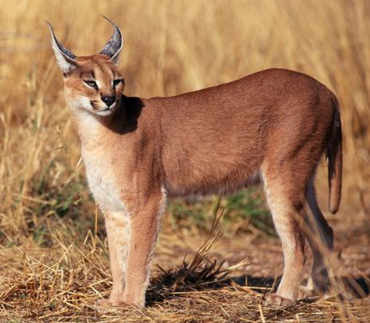 Caracal | The Jungle Bunch Wiki | Fandom