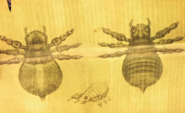 File:Animals.png