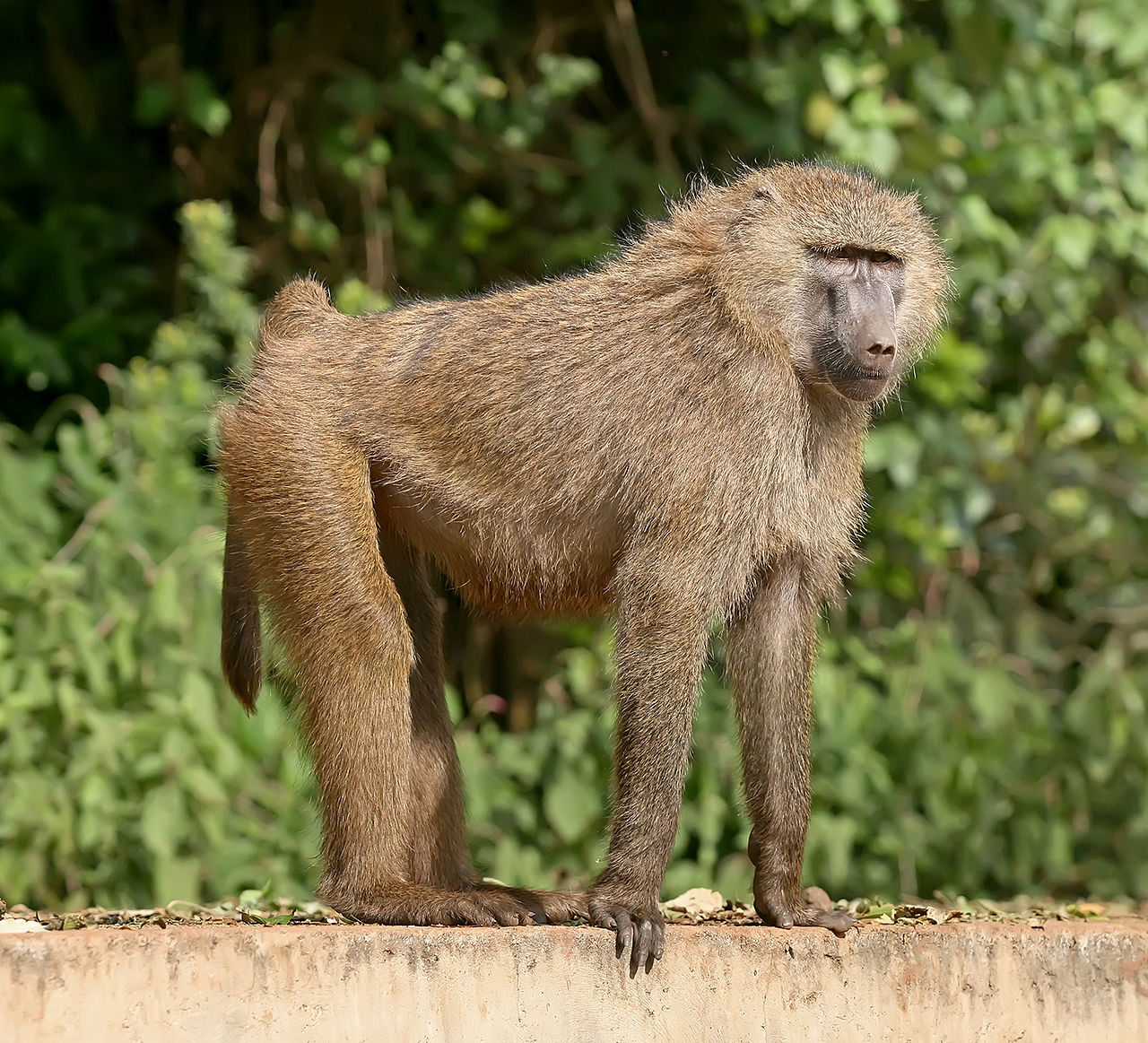 Baboon the jungle bunch wiki fandom