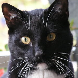 Black Tuxedo Cat Gallery Thekittycat Wiki Fandom - roblox wiki tuxedo cat