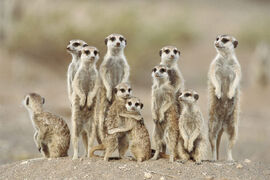 Meerkats